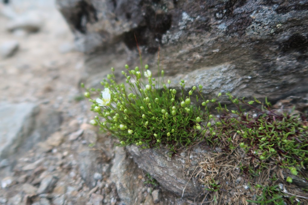 Potentilla robbinsiana