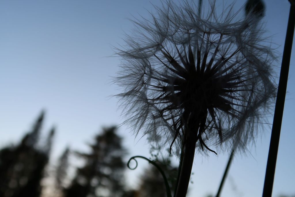 Summer Wish: A Bit About the Humble Dandelion